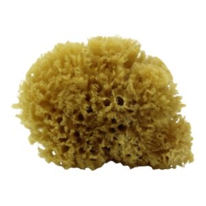 Eponge de mer naturelle2 eev